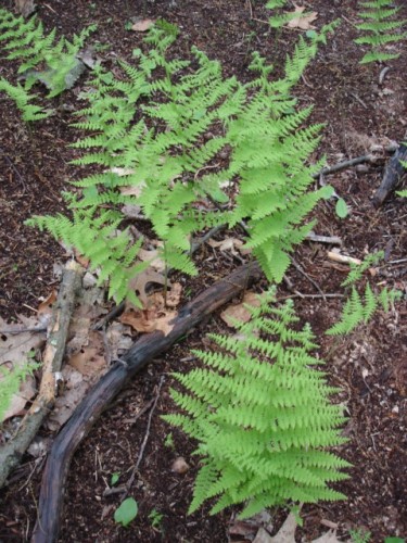 Some of the ferns of which I speak...