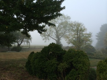 A misty morning on the farm...
